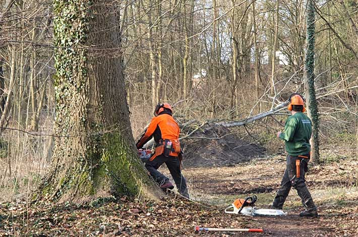 Blunk Umwelt-Team bei Baumfällung zur Gefahrenbeseitigung 05