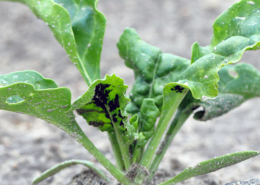 Natürlicher Pflanzenschutz gegen Schwarze Blattläuse im Rübenbestand - Foto AdobeStock